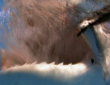 national geographic “Hunter Hunted: Death Down Under”